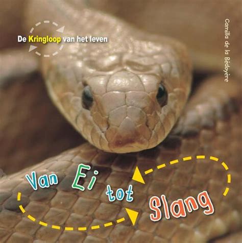 tot slang.